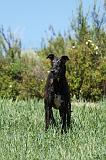 GREYHOUND 035